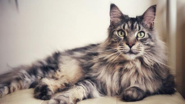 No todos los gatos soportan igual el calor: estas son las cinco razas que más sufren en verano - Maine coon: su abundante pelaje está diseñado para el frío, no para el verano