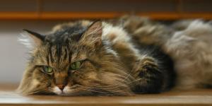 No todos los gatos soportan igual el calor: estas son las cinco razas que más sufren en verano