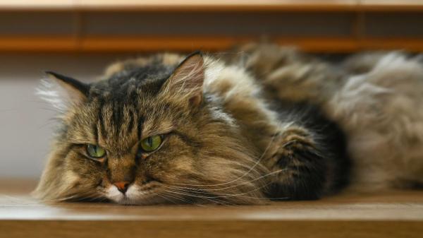 No todos los gatos soportan igual el calor: estas son las cinco razas que más sufren en verano