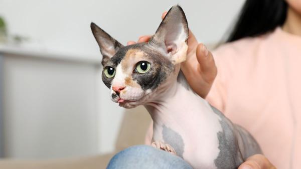 No todos los gatos soportan igual el calor: estas son las cinco razas que más sufren en verano - Sphynx: la ausencia de pelo no significa que soporte mejor las altas temperaturas