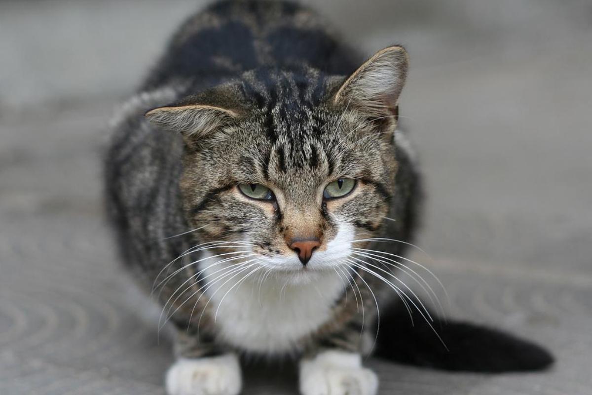 Micoplasmosis en gatos - Síntomas y tratamiento