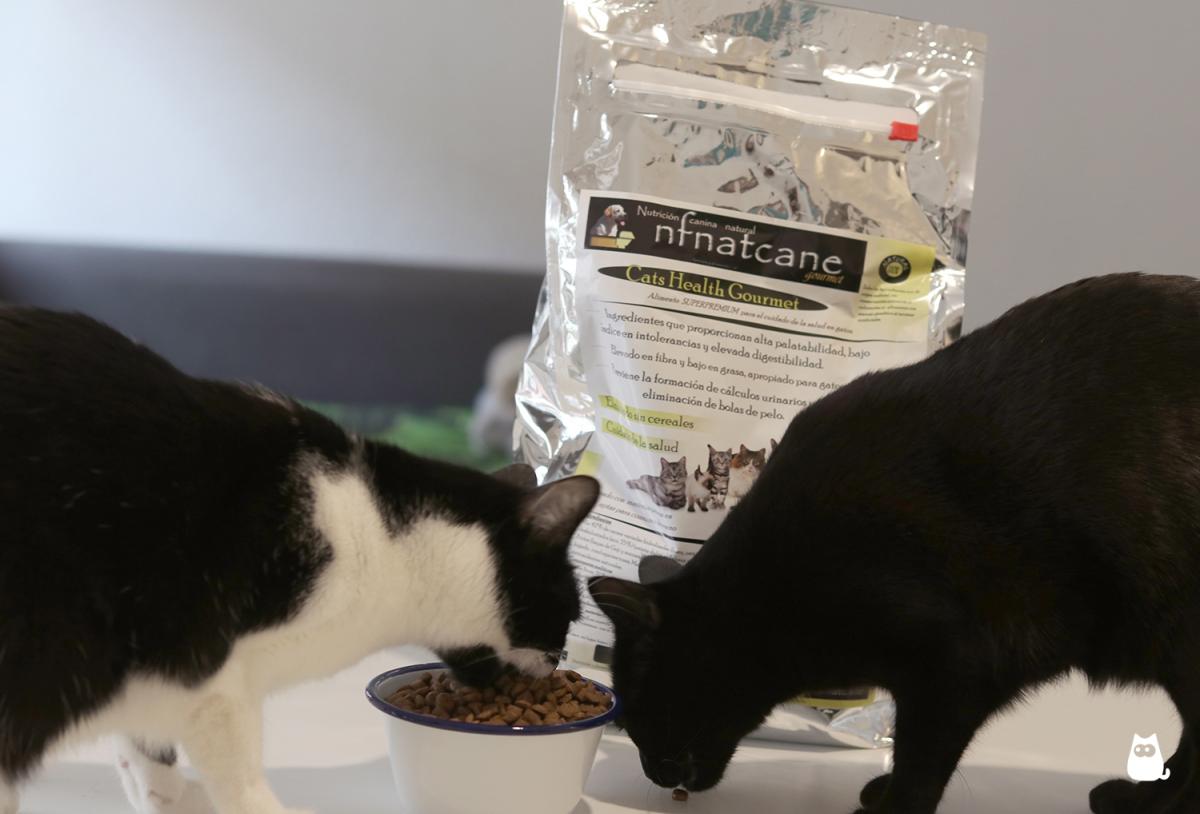 Cats Health Gourmet de NFNatcane - Composición, opinión y precio