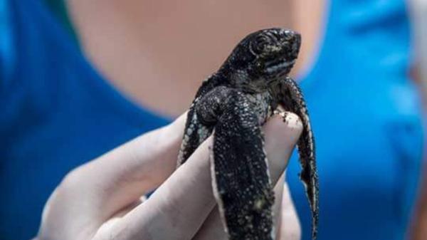 En una playa de Costa Rica buscan voluntarios para proteger tortugas marinas en peligro de extinción: con alojamiento y comidas incluidos - Cuatro especies de tortugas marinas utilizan Playa Tres para anidar
