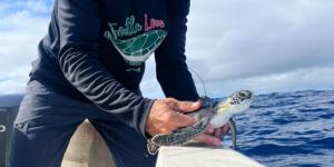 En una playa de Costa Rica buscan voluntarios para proteger tortugas marinas en peligro de extinción: con alojamiento y comidas incluidos