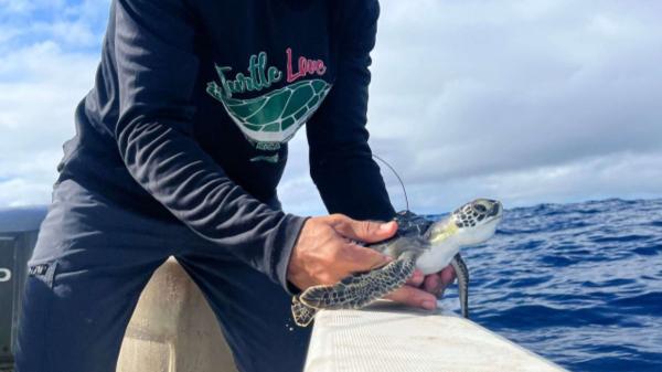 En una playa de Costa Rica buscan voluntarios para proteger tortugas marinas en peligro de extinción: con alojamiento y comidas incluidos