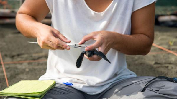 En una playa de Costa Rica buscan voluntarios para proteger tortugas marinas en peligro de extinción: con alojamiento y comidas incluidos - Patrullas nocturnas, censos y vigilancia: así es el trabajo de los voluntarios