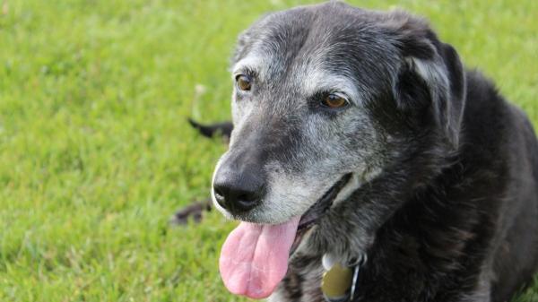 ¿Por qué los perros jadean y cuándo preocuparse? - ¿Cuándo preocuparte por el jadeo de tu perro?