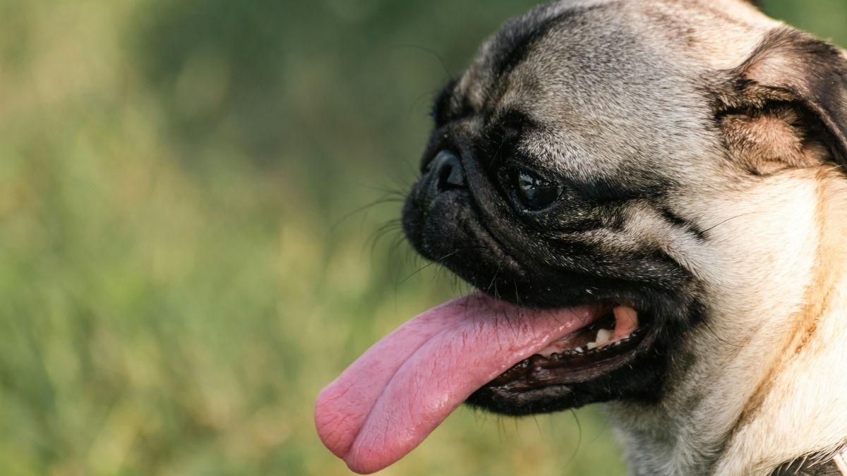 ¿Por qué los perros jadean y cuándo preocuparse?