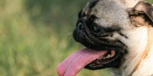 ¿Por qué los perros jadean y cuándo preocuparse?