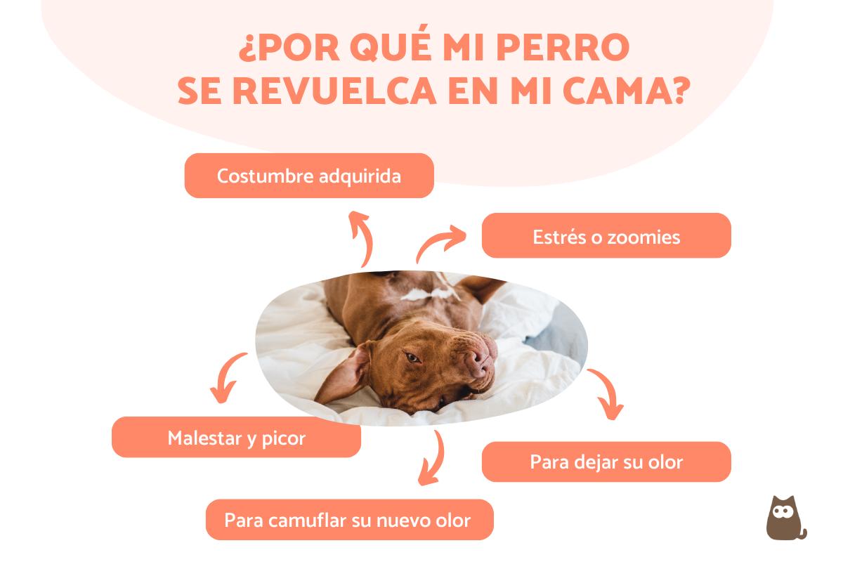 ¿Por qué mi perro se revuelca en mi cama?