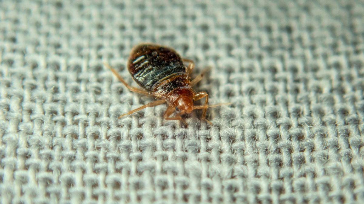 Si tienes chinches en casa este otoño, no significa que esté sucia: cómo pueden llegar y qué hacer para mantenerlas alejadas, según los expertos