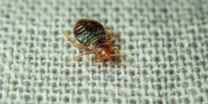 Si tienes chinches en casa este otoño, no significa que esté sucia: cómo pueden llegar y qué hacer para mantenerlas alejadas, según los expertos