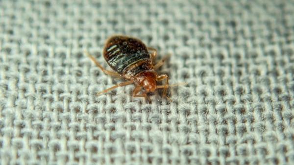 Si tienes chinches en casa este otoño, no significa que esté sucia: cómo pueden llegar y qué hacer para mantenerlas alejadas, según los expertos