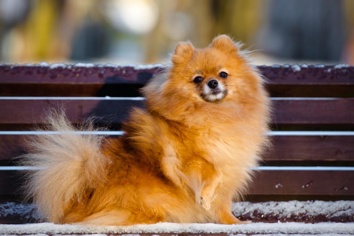 ¿Cómo educar a un pomerania?