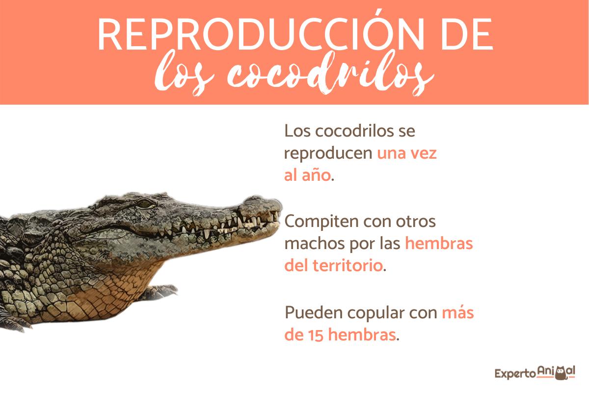 ¿Cómo se reproducen los cocodrilos?