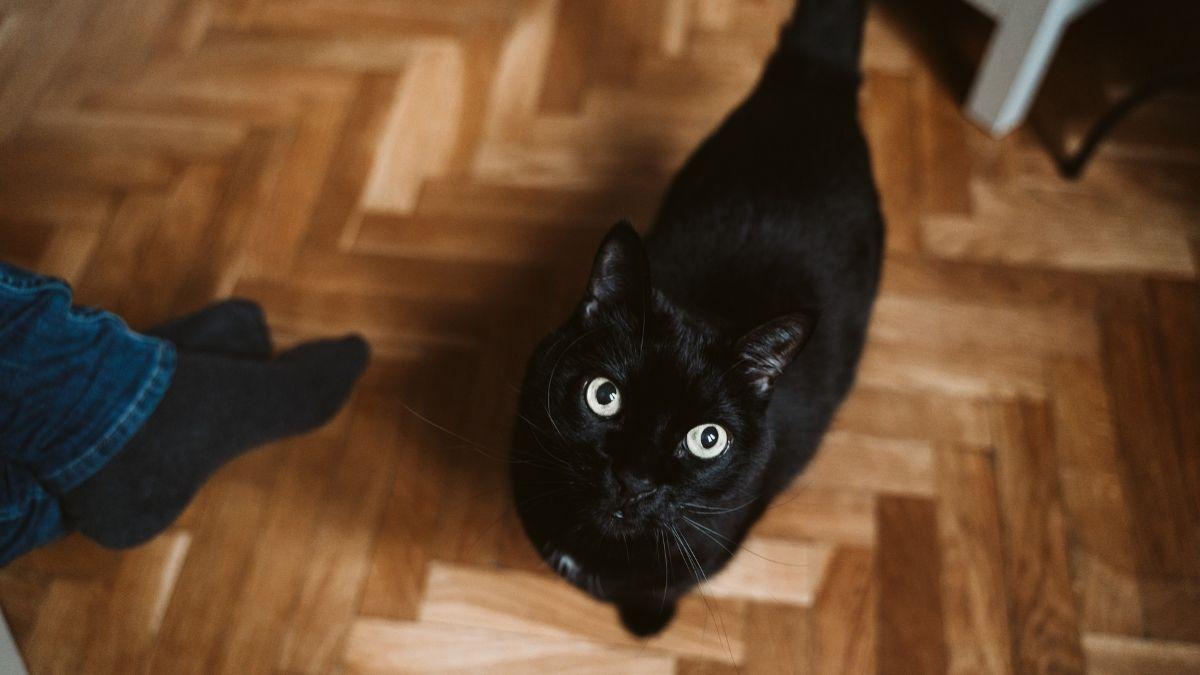 Qué significa que tu gato vaya detrás de ti por toda la casa (y por qué no deberías ignorarlo)