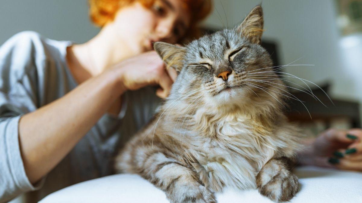 Cinco mitos sobre los gatos que la ciencia ya ha desmontado (y muchos siguen creyendo)