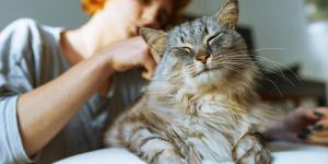 Cinco mitos sobre los gatos que la ciencia ya ha desmontado (y muchos siguen creyendo)