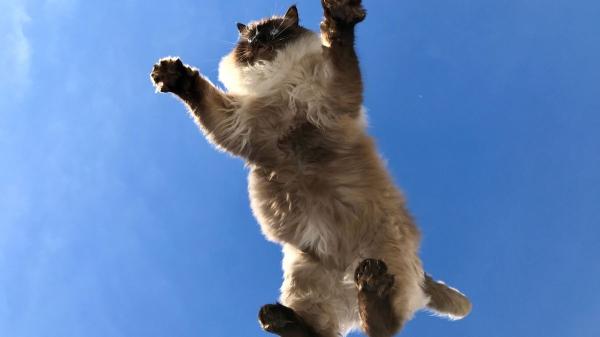 Cinco mitos sobre los gatos que la ciencia ya ha desmontado (y muchos siguen creyendo) - Los gatos siempre caen de pie: una verdad a medias