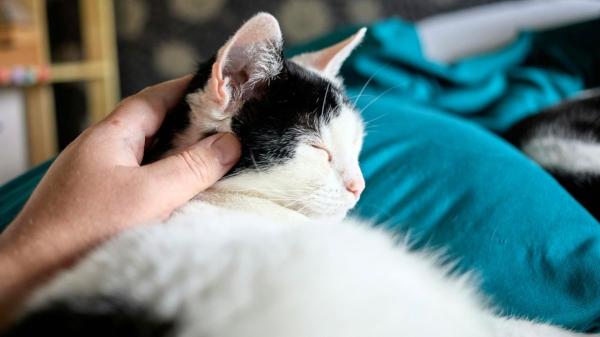 Cinco mitos sobre los gatos que la ciencia ya ha desmontado (y muchos siguen creyendo) - ¿Son realmente independientes? La ciencia dice que no tanto