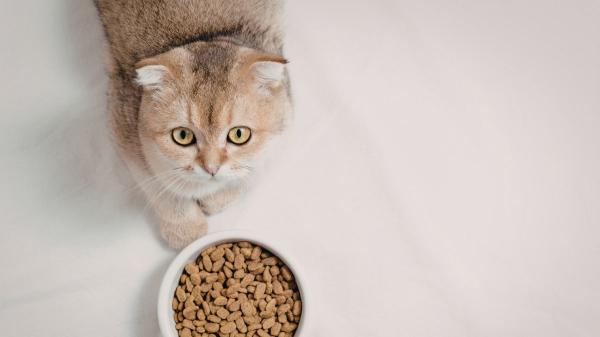 Alba Pérez, veterinaria: "Muchas personas cometen estos errores con sus gatos sin saber que dañan su salud" - Dejar la comida del gato todo el día en el plato puede provocar problemas de salud