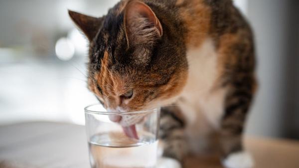 Alba Pérez, veterinaria: "Muchas personas cometen estos errores con sus gatos sin saber que dañan su salud" - El detalle sobre el agua que muchos tutores pasan por alto: tiene que ser “limpia”
