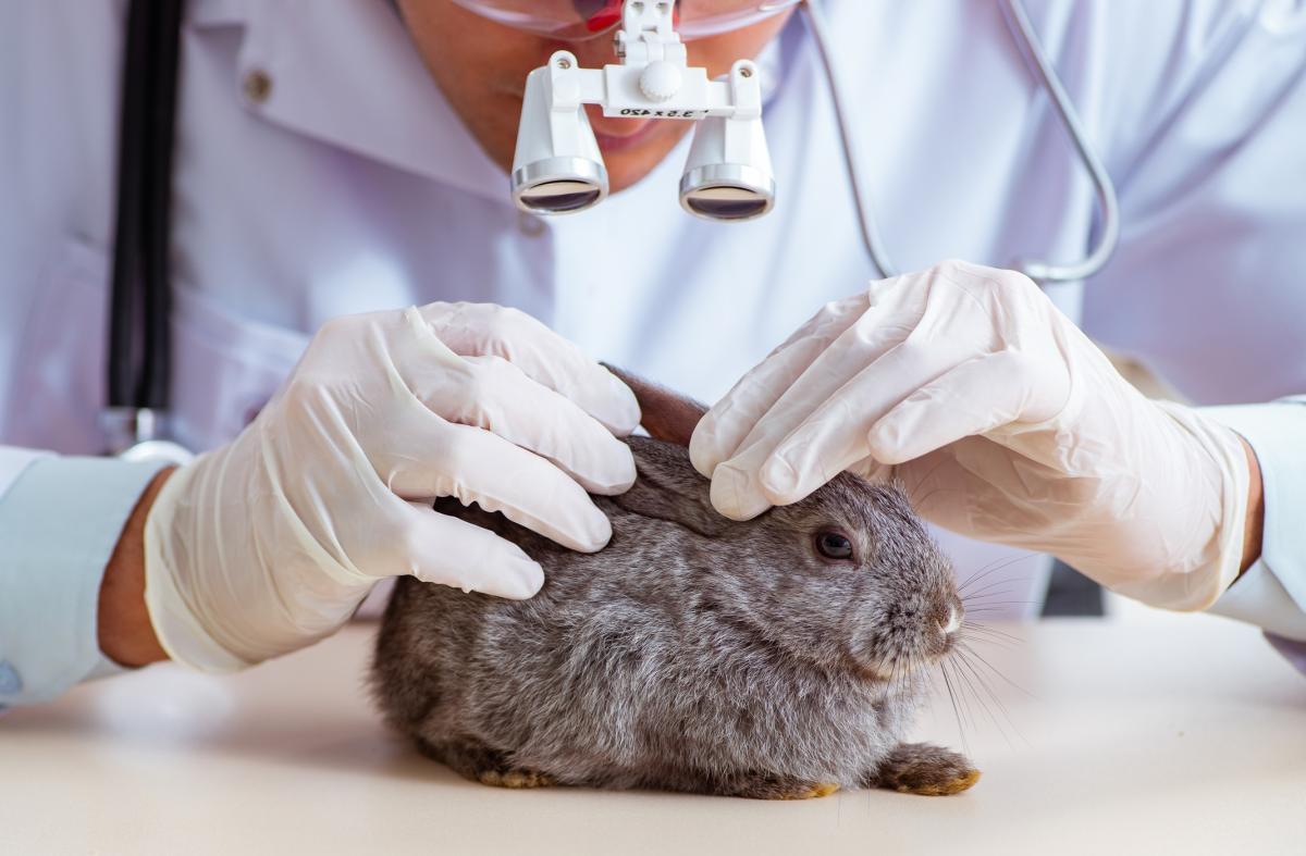 Enfermedades de los conejos en las orejas