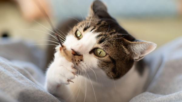 Alba Pérez, veterinaria: "Muchas personas cometen estos errores con sus gatos sin saber que dañan su salud" - Hay que activar el cuerpo y la mente del gato: “Mínimo 30 minutos de juego diario y estimulación mental”