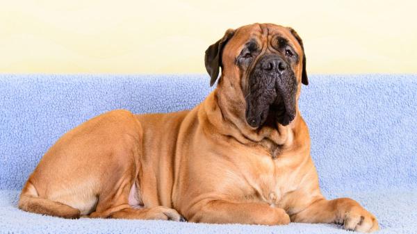 Los veterinarios coinciden: estas 5 razas de perros son las más protectoras y harían cualquier cosa por su familia - Bullmastiff: el guardián silencioso que cuida de cerca y desde la calma