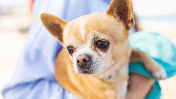 Los veterinarios coinciden: estas 5 razas de perros son las más protectoras y harían cualquier cosa por su familia - Chihuahua: un protector miniatura que no deja pasar un solo detalle