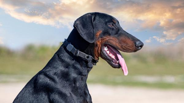 Los veterinarios coinciden: estas 5 razas de perros son las más protectoras y harían cualquier cosa por su familia - Dóberman: cuando la protección nace de una sensibilidad extraordinaria