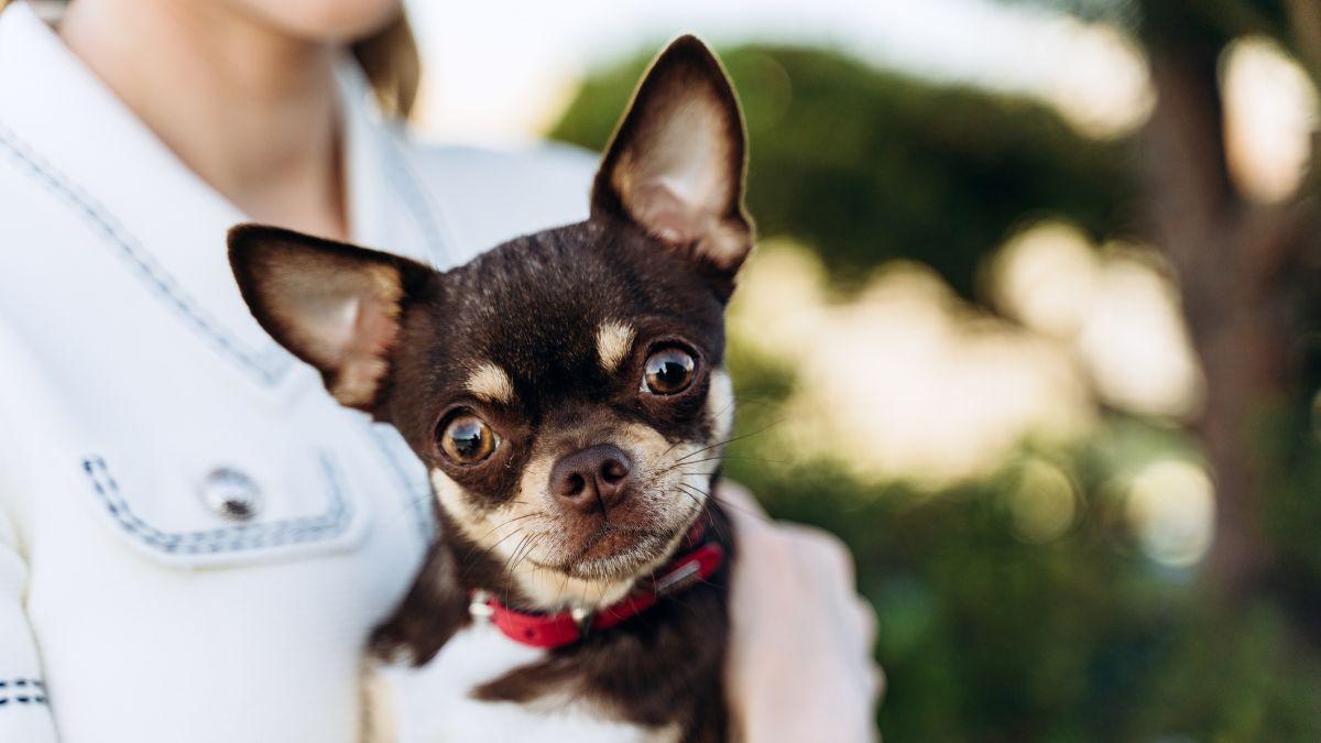 Los veterinarios coinciden: estas 5 razas de perros son las más protectoras y harían cualquier cosa por su familia