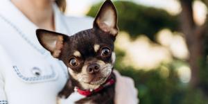 Los veterinarios coinciden: estas 5 razas de perros son las más protectoras y harían cualquier cosa por su familia