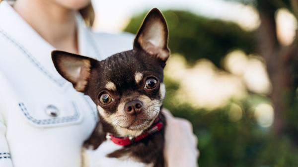 Los veterinarios coinciden: estas 5 razas de perros son las más protectoras y harían cualquier cosa por su familia