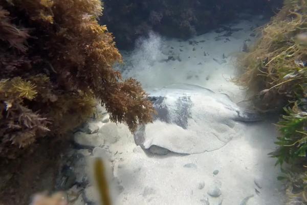 Tipos de mantarrayas - Mantarraya de espina corta (Bathytoshia brevicaudata)
