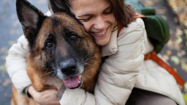 Los veterinarios coinciden: estas 5 razas de perros son las más protectoras y harían cualquier cosa por su familia - Pastor alemán: uno de los perros más pendientes de su familia
