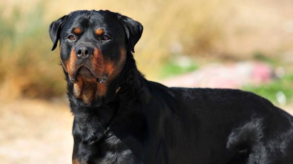 Los veterinarios coinciden: estas 5 razas de perros son las más protectoras y harían cualquier cosa por su familia - Rottweiler: el protector que se transforma en pura ternura con los suyos