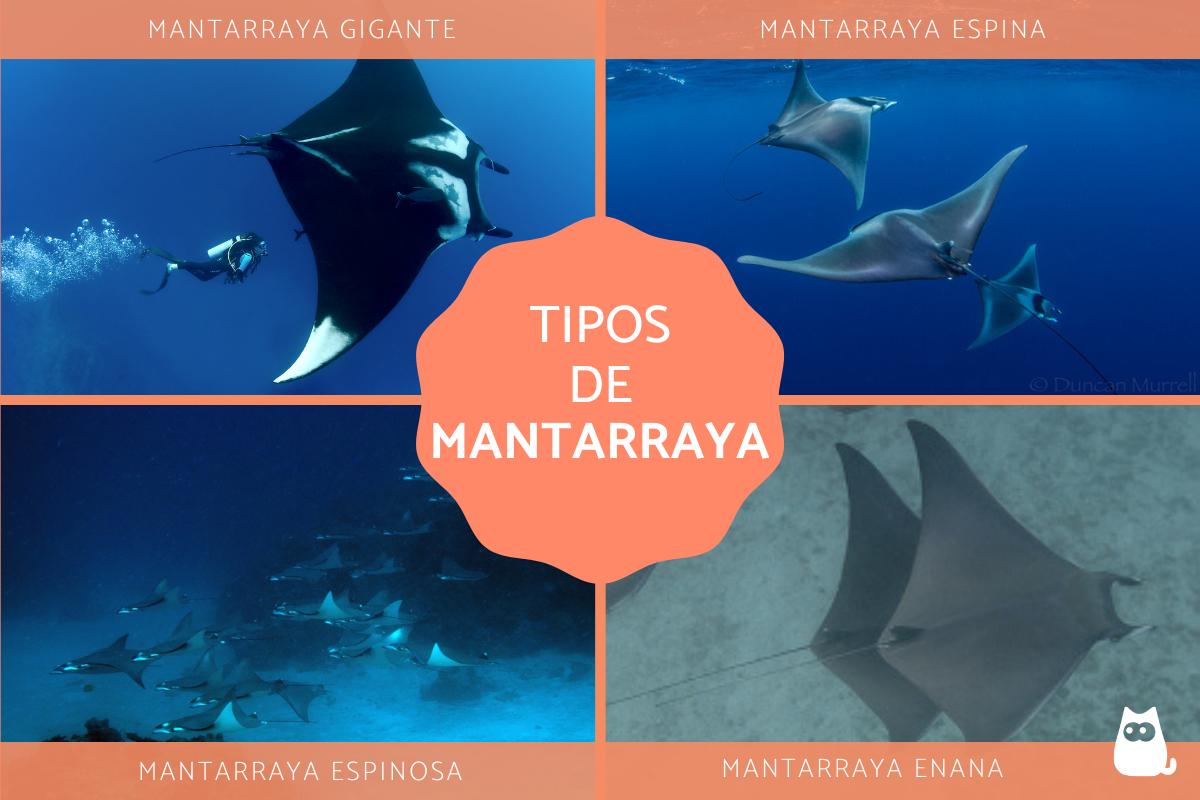 Tipos de mantarrayas