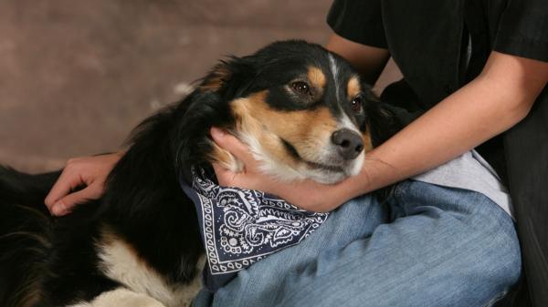 Los veterinarios coinciden: estas 5 razas de perros son las más protectoras y harían cualquier cosa por su familia - Todos los perros protegen a su familia (a su manera)