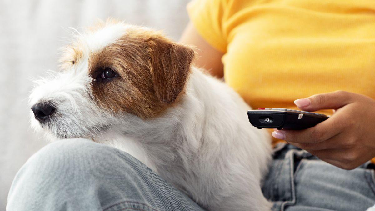 Cómo los dibujos como ‘Bluey’ pueden influir en los perros: la ciencia lo explica