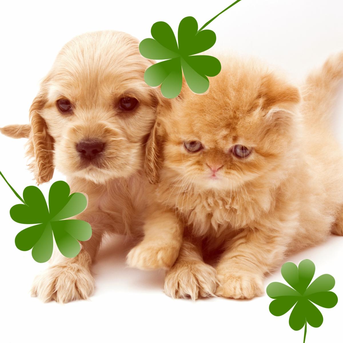 Nombres irlandeses para perros y gatos