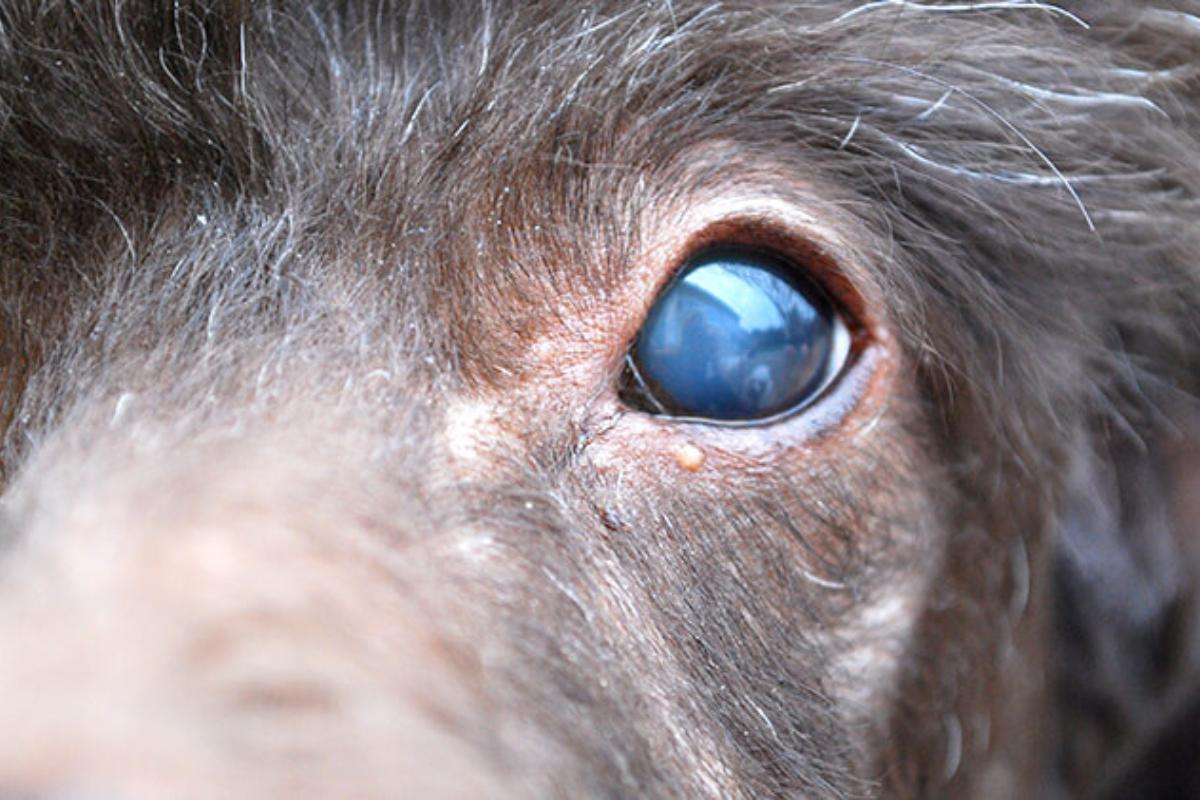 por qué los perros se vuelven azules