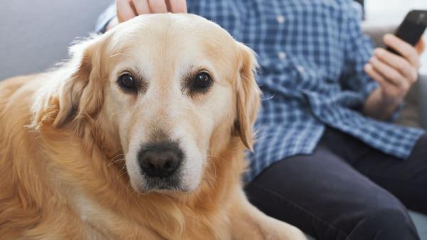 Cómo los dibujos como ‘Bluey’ pueden influir en los perros: la ciencia lo explica - Por qué series como Bluey les llaman especialmente la atención: la explicación científica