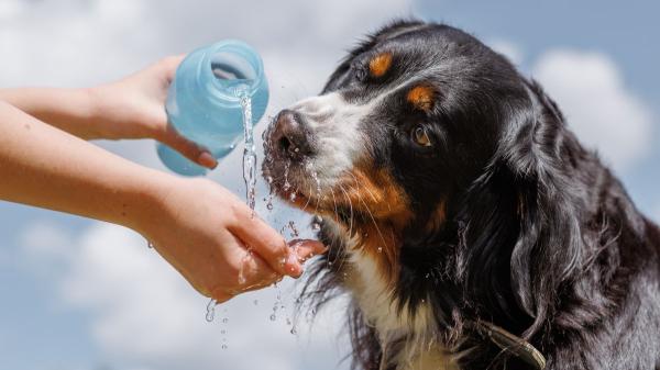 María Vetican, veterinaria: “Jamás sumerjas a tu perro en agua fría si le está dando un golpe de calor” - Cómo actuar si un perro sufre un golpe de calor: los primeros auxilios que recomiendan los veterinarios