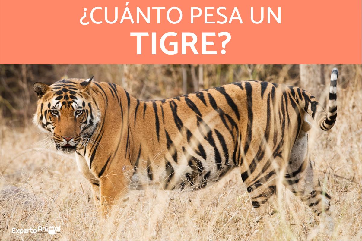 ¿Cuánto pesa un tigre?