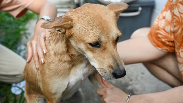 María Vetican, veterinaria: “Jamás sumerjas a tu perro en agua fría si le está dando un golpe de calor” - Las zonas del cuerpo que debes mojar para refrescar a un perro con mucho calor