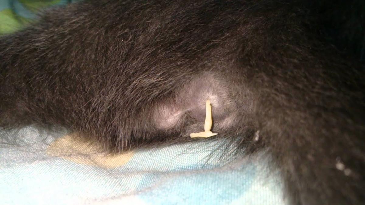Mi gato tiene lombrices blancas en el ano: causas y tratamientos