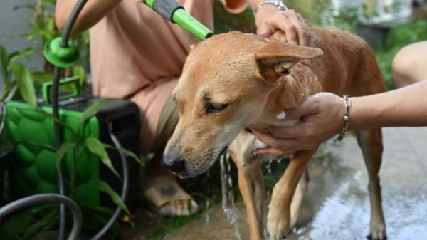 María Vetican, veterinaria: “Jamás sumerjas a tu perro en agua fría si le está dando un golpe de calor” - Qué dicen las investigaciones más reciente sobre cómo enfriar a un perro con golpe de calor