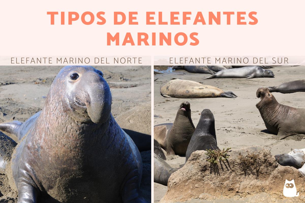 Elefantes marinos: tipos, dónde viven y qué comen