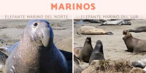 Elefantes marinos: tipos, dónde viven y qué comen